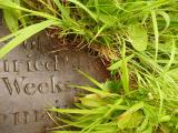 image of grave number 647447